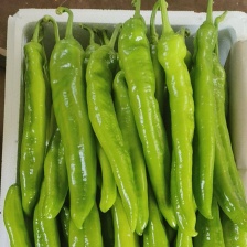 二荆条辣椒，3号辣椒，产地一首货源，保质保量，欢迎订购。