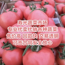 青<font color=red>西红柿</font> 硬粉<font color=red>西红柿</font> 大红<font color=red>西红柿</font> 粉