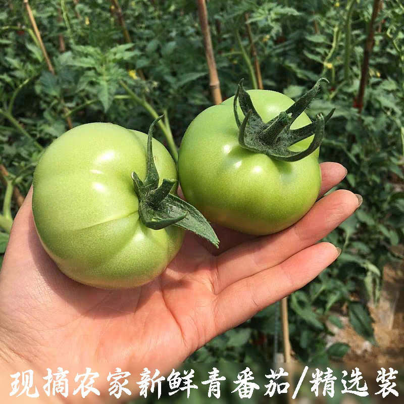 青西红柿 硬粉西红柿 大红西红柿 粉果 产地一手货源