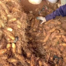 毛薯。产地直发。一手货源。实力卖