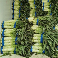 莴笋杆子 安徽精品莴苣杆子货 承接商超电商 代收代发全国