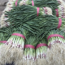 大量出售精品蒜苗