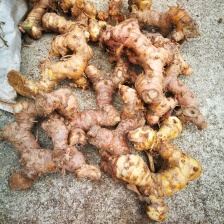 红皮南姜，产地直发现挖现发，新鲜有保证，物美价廉，欢迎采购