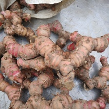 红皮南姜，产地直发现挖现发，新鲜有保证，物美价廉，欢迎采购