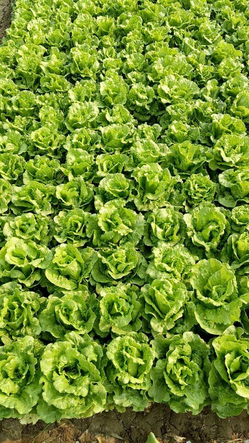 大棚精品意大利生菜一手货源  视频看货支持全国发货