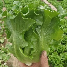 大棚精品意大利生菜一手货源  视频看货支持全国发货