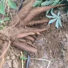 广西黄肉木薯农家自种黄心木薯蛋黄薯粉糯木薯糖水-剥皮冰冻