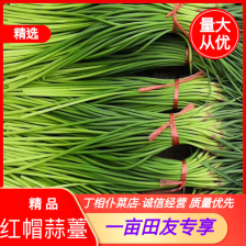 蒜苔平邑红帽蒜苔，沂蒙山蒜苔产地发货小工打包一条龙服务可