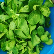 精品茼蒿菜 山东潍坊精品茼蒿 绿色有机种植基地 欢迎咨询