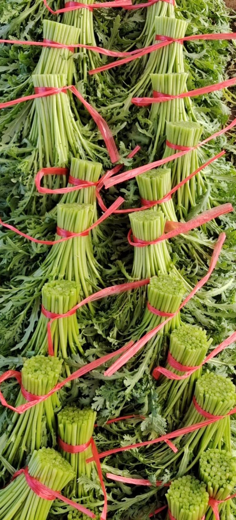 精品茼蒿菜 山东潍坊精品茼蒿 绿色有机种植基地 欢迎咨询