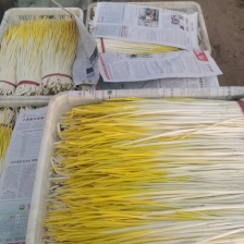 优质蒜黄，大量供应，欢迎老板订购