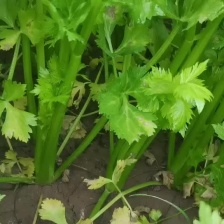 <font color=red>芹菜</font>/皇后<font color=red>芹菜</font>/法国皇后<font color=red>芹菜</font>/产地直