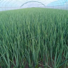 【蒜苗】精品红根蒜苗 产地直销 量大从优 坏单包赔