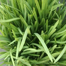 大棚韭菜大量供应