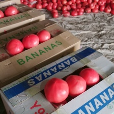 云南昆明市寻甸县西葫芦