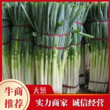 <font color=red>大葱</font>，九条葱，地膜葱，脱水，速冻工厂