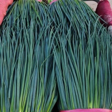 大葱，九条葱，地膜葱，脱水，速冻工厂，大量有货，欢迎采购