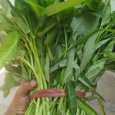 空心菜基地直发