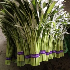 空心菜基地直发