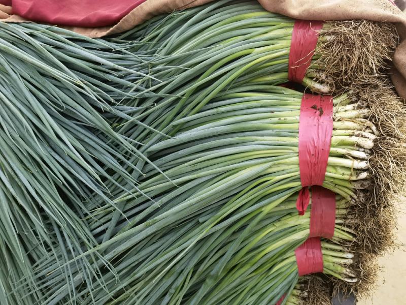 精品香葱  大量有货  质量保证  有需要的老板下单