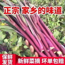 红菜苔 产地发货 量大从优 欢迎新老客户咨询订购