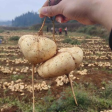 云南大理弥渡县土瓜，地瓜，地凉薯欢迎老板到现场看货