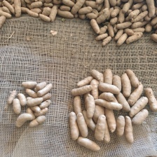 许华小白嘴山药山药豆批