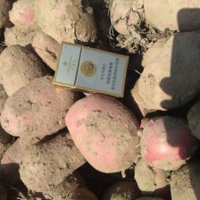 岚县，岢岚，精品<font color=red>土豆</font>，晋薯16，沃土