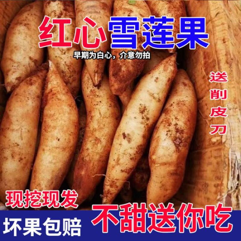 云南天山红心雪莲果支持电商拼多多淘宝天猫抖音快手一件代发