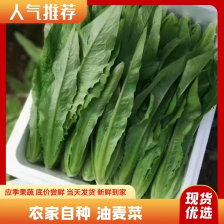 本地精品油麦菜