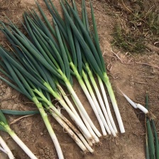 河南精品铁杆<font color=red>大葱</font>白长全国发货 可供商
