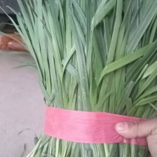 河北昌黎红根韭菜产地精品二刀韭菜色系好，根系粗，天天有货