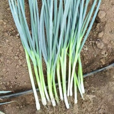 精品山东小香葱，颜色鲜艳，条形板正，产地批发，保质保量发