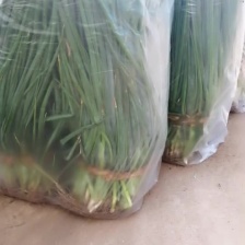 精品山东小香葱，颜色鲜艳，条形板正，产地批发，保质保量发