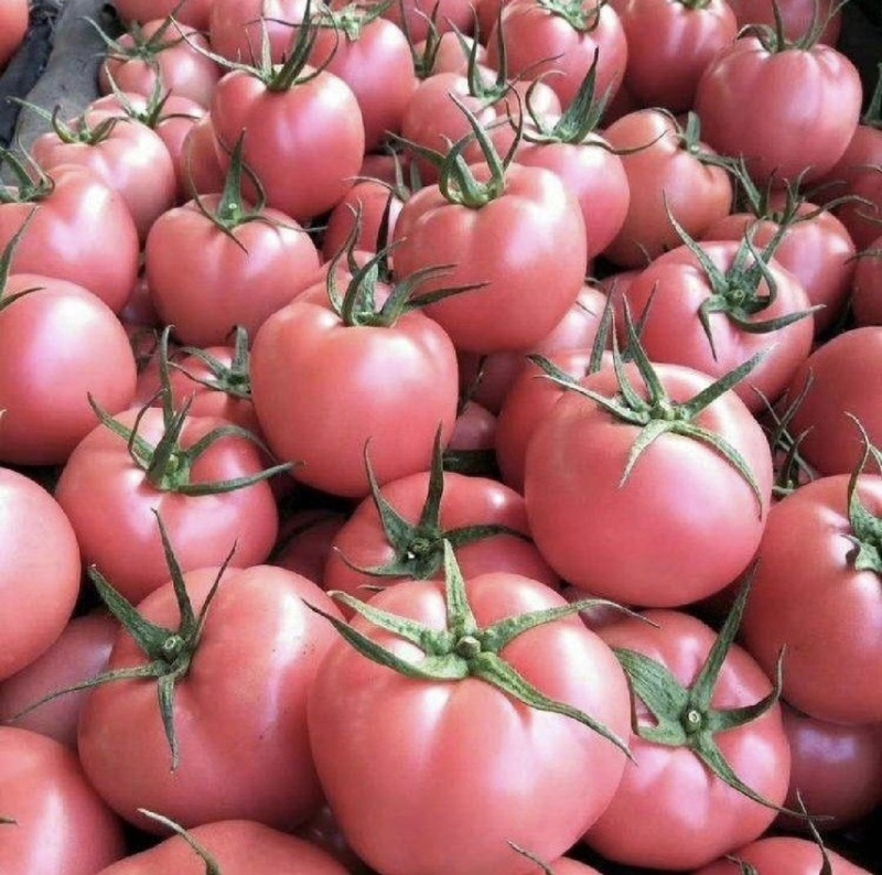 S硬粉<font color=red>西红柿</font>大量供应货源充足欢迎来电