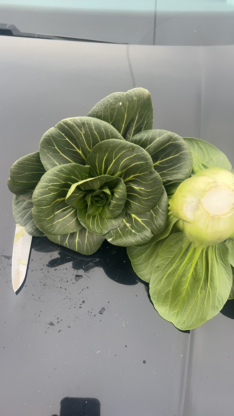 黑叶矮箕青，青菜 产地直发、欢迎咨询品质保证 大量上市