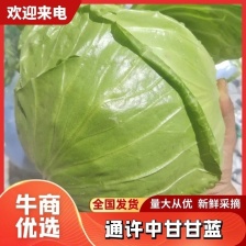 紫甘蓝千亩基地供应、接实力单、诚信合作、