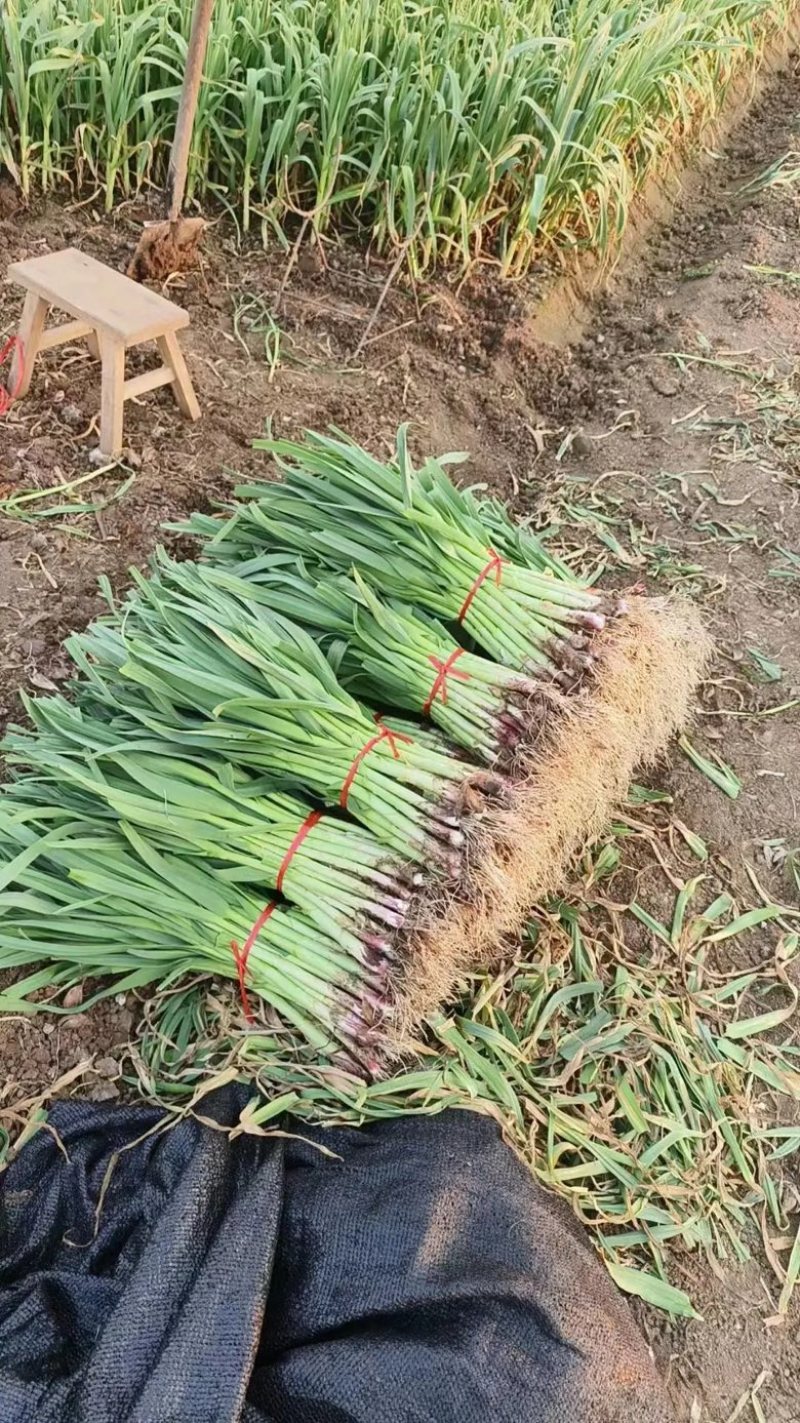 【蒜苗】山东红根蒜苗 现挖现发 量大从优 可视频看货
