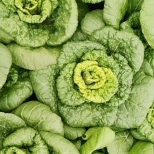 黄心乌塌菜***********