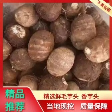 精品牛奶芋头现挖现发 对接全国电商各大批发市场！