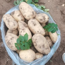 <font color=red>土豆</font> 精选荷兰十五，希森6号，V7土