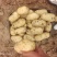 土豆 精选荷兰十五，希森6号，V7土豆，黄皮黄心，视频看货
