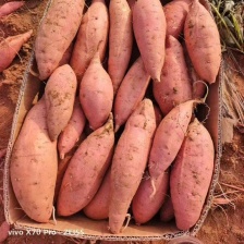 白哈密 板栗薯  白红薯 自己种的欢