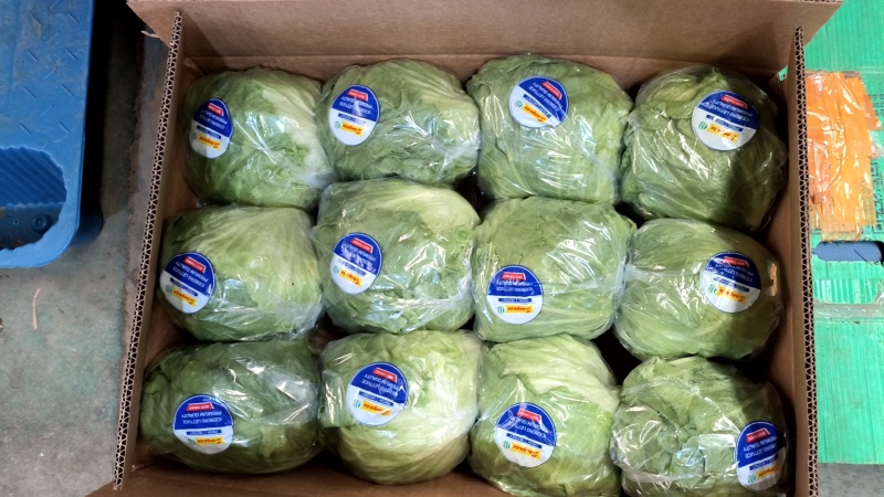 【优选】河北张家口沽源县球生菜，一手货源，诚信合作