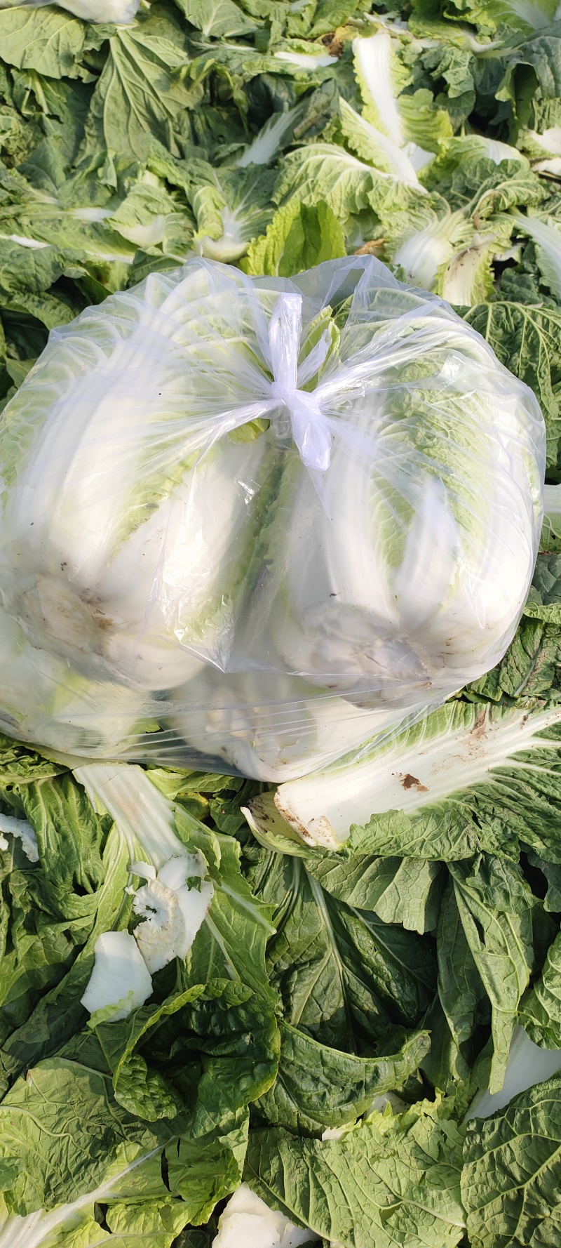 康鑫农产品生鲜购销