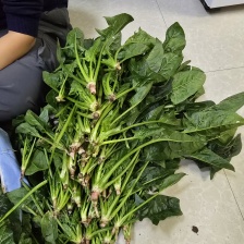 {推荐}小叶菠菜，鲁蒙菠菜，量大从优。欢迎来电。