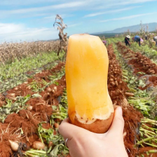 云南高原雪莲果云南雪莲果/产地货源/质量三包/一件代发