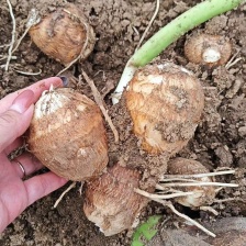 芋头山东芋头毛芋头产地一手货源【量大从优】可视频看货