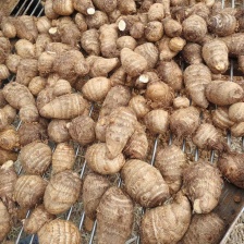 芋头山东芋头毛芋头产地一手货源【量大从优】可视频看货