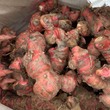 红皮南姜量大价优质量无忧产地直发对接全国客商欢迎致电